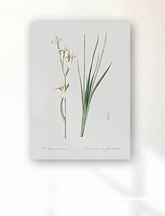 Siberian iris illustration  by IStockHistory com