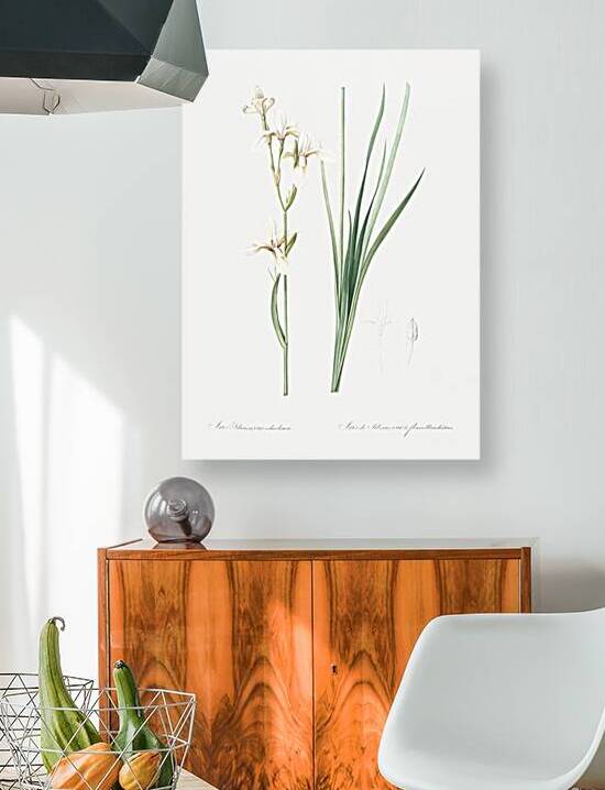 Broadleaf wild leek illustration  by IStockHistory com