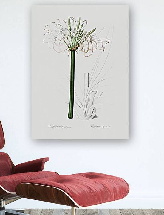 Broadleaf wild leek illustration  by IStockHistory com