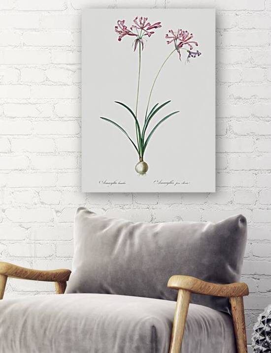 Nerine illustration  by IStockHistory com