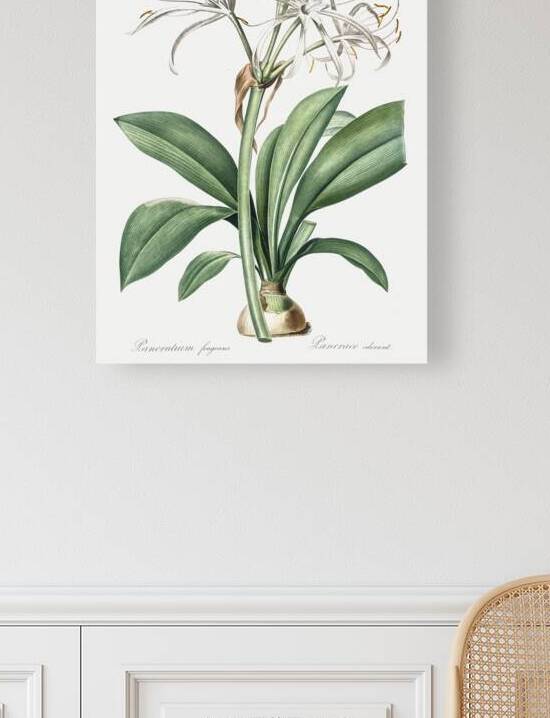 Spider lily illustration  by IStockHistory com