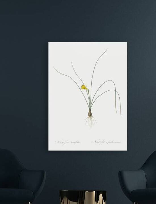 Petticoat daffodil illustration  by IStockHistory com