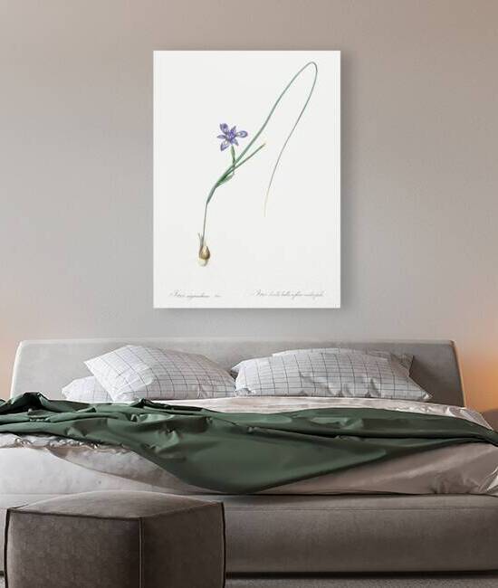 Barbary nut illustration  by IStockHistory com