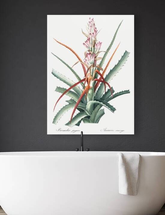 Barbary nut illustration  by IStockHistory com