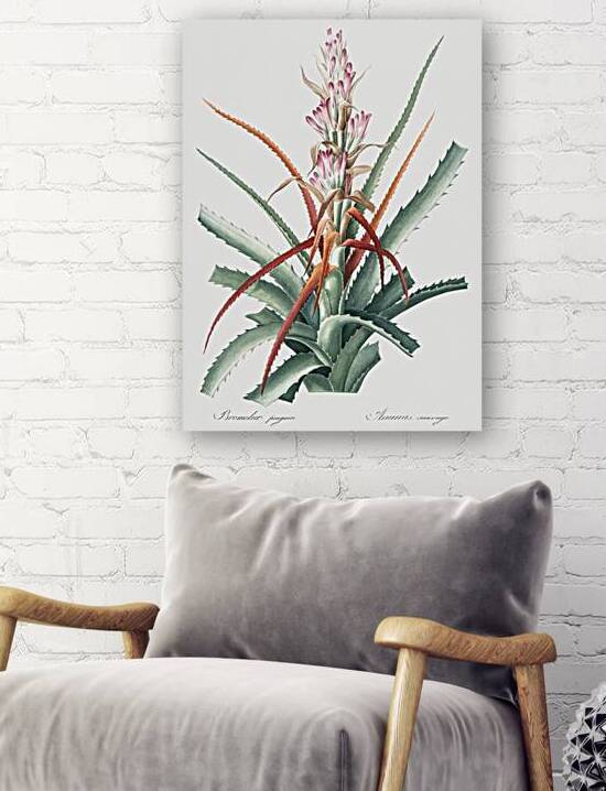 Barbary nut illustration  by IStockHistory com