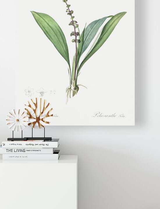 Peliosanthes teta illustration  by IStockHistory com