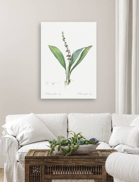 Peliosanthes teta illustration  by IStockHistory com