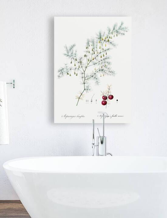 Asparagus fern illustration  by IStockHistory com