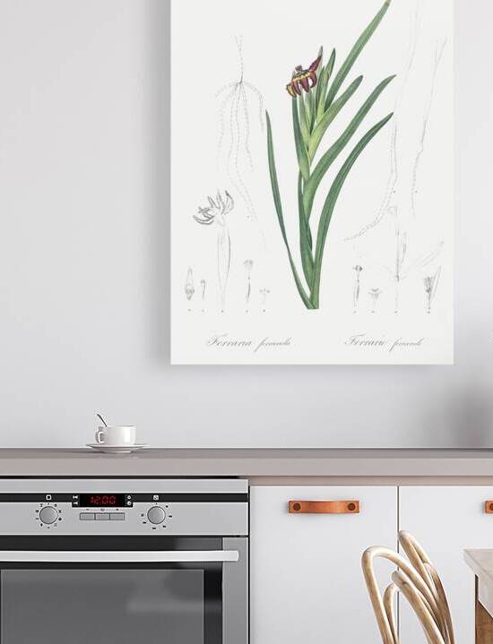 Spider iris illustration  by IStockHistory com