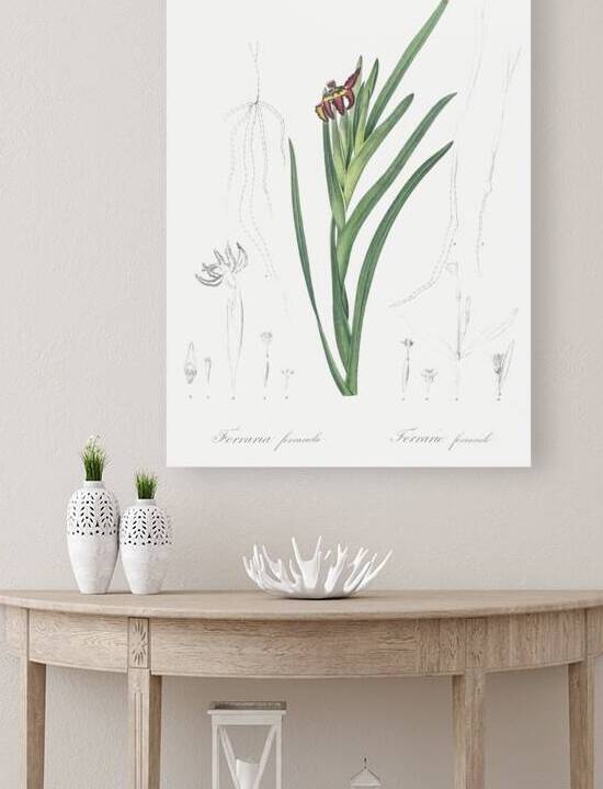 Asparagus fern illustration  by IStockHistory com