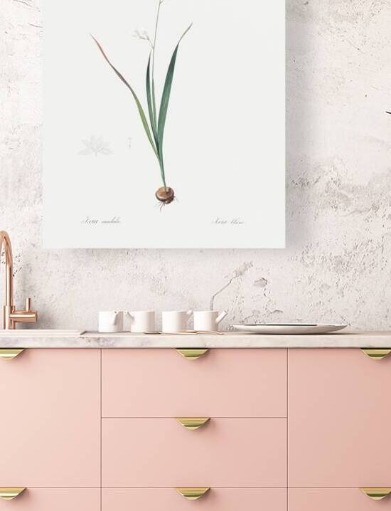 Asparagus fern illustration  by IStockHistory com