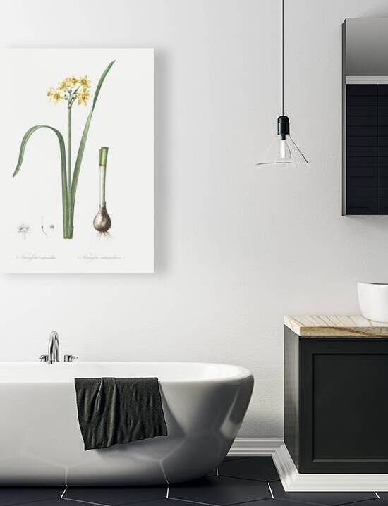 Asparagus fern illustration  by IStockHistory com