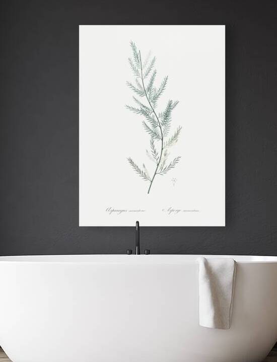 Cowslip cupped daffodil illustration  by IStockHistory com