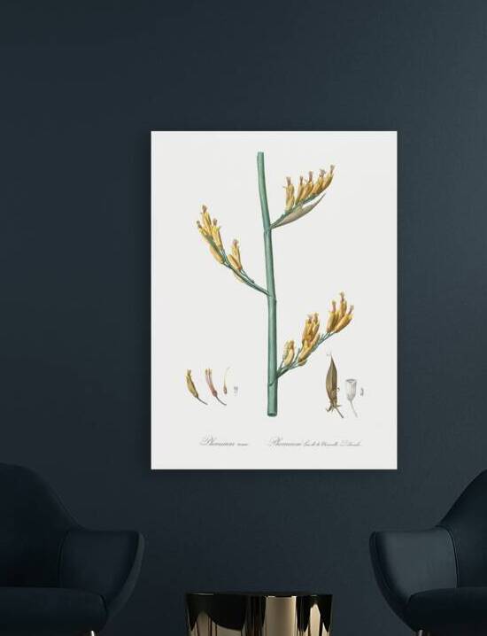 Asparagus fern illustration  by IStockHistory com