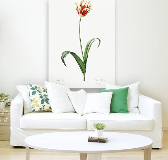 Didier tulip illustration  by IStockHistory com