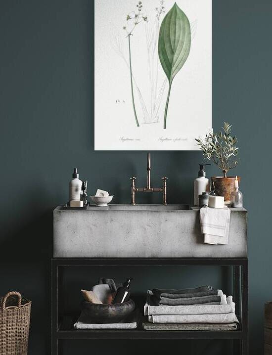 Bulltongue arrowhead illustration  by IStockHistory com