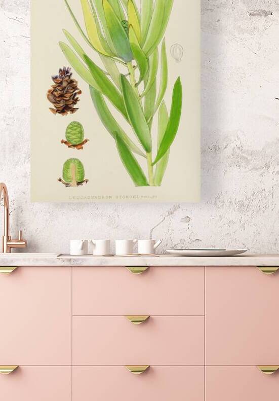 Leucadendron Stokoei by IStockHistory com