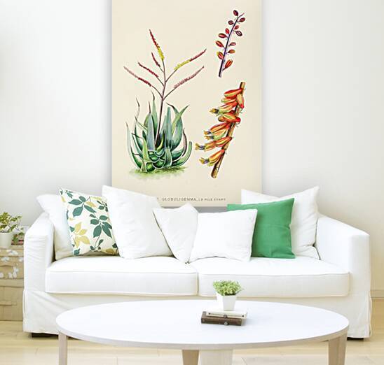 Aloe Globuligemma by IStockHistory com