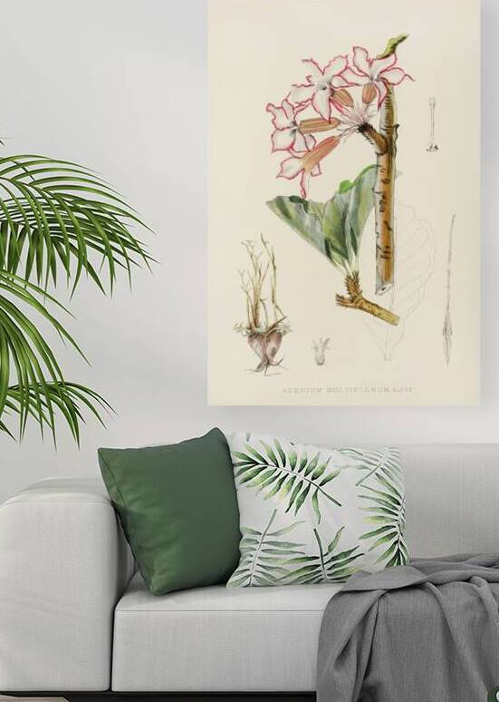 Adenium Multiflorum by IStockHistory com