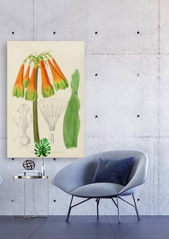 Cyrtanthus Obliquus by IStockHistory com