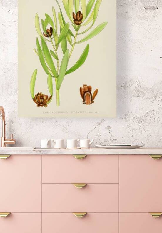 Leucadendron Stokoei by IStockHistory com