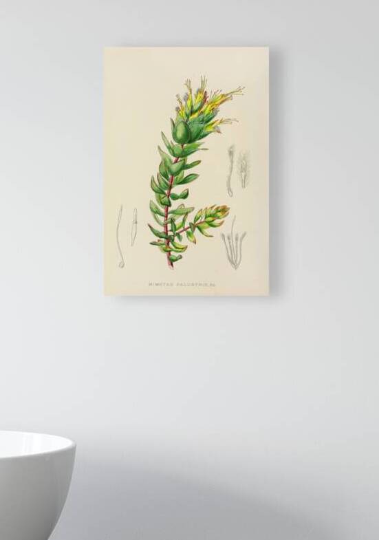 Mimetes Palustris by IStockHistory com