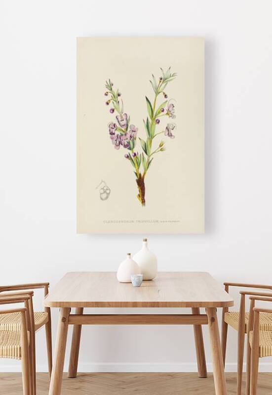 Clerodendron Triphyllum by IStockHistory com