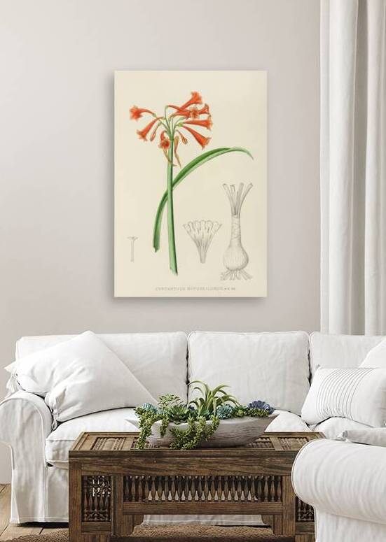 Cyrtanthus Rotundilobus by IStockHistory com