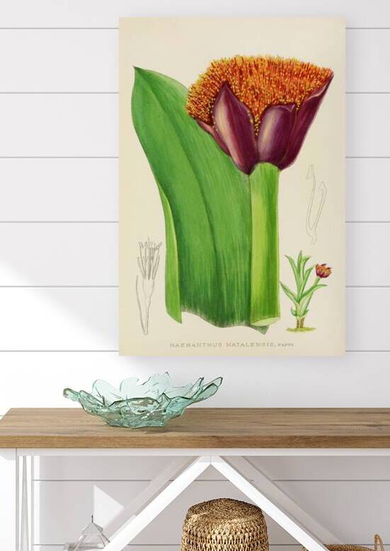 Haemanthus Natalensis by IStockHistory com