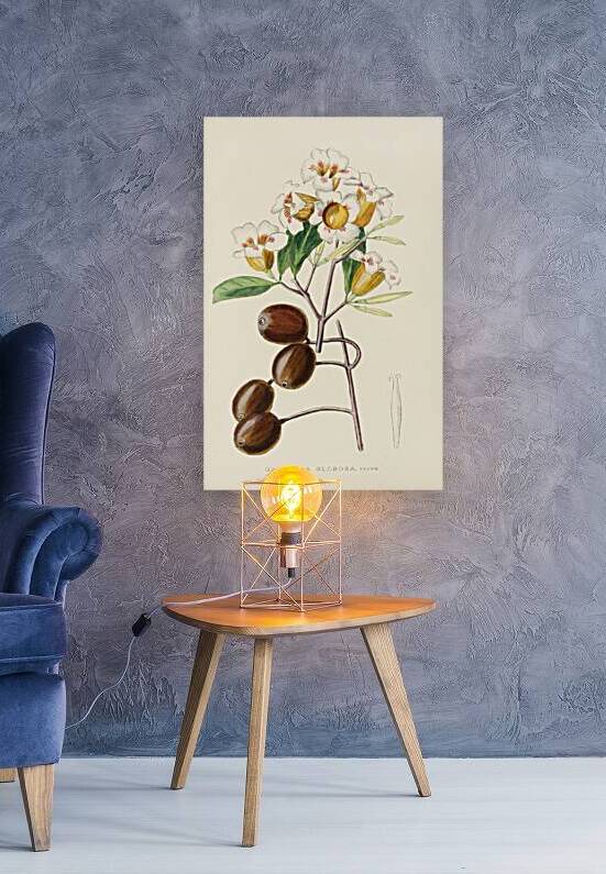 Gardenia Globosa by IStockHistory com