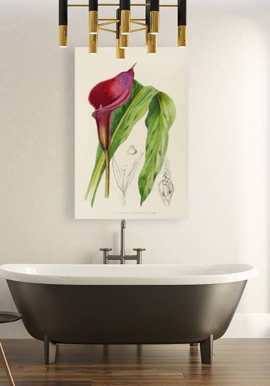 Richardia Rehmanni by IStockHistory com