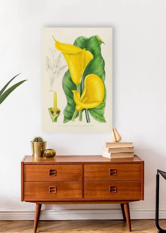 Richardia Angustiloba by IStockHistory com