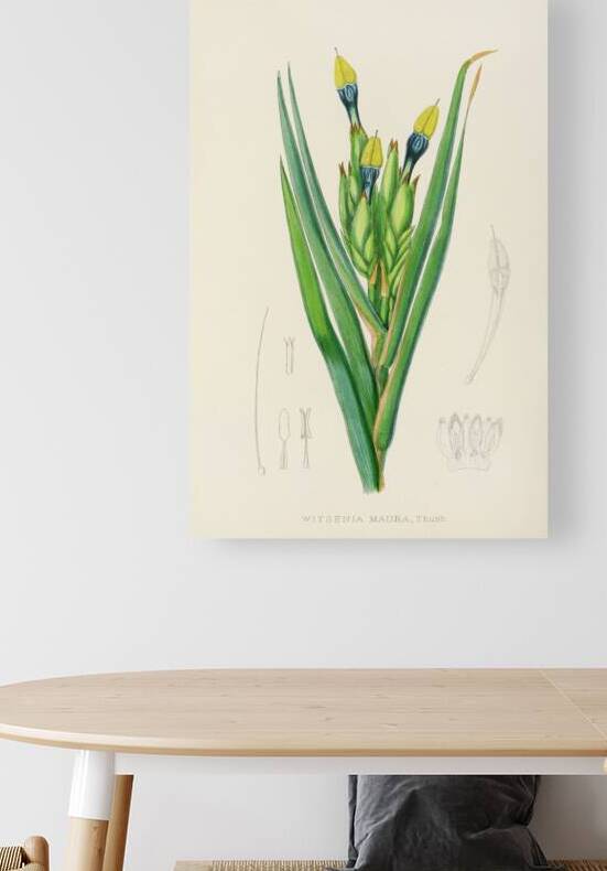 Witsenia Maura by IStockHistory com