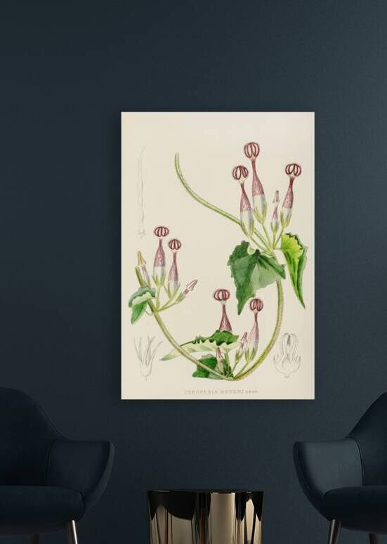 Ceropegia Meyeri by IStockHistory com
