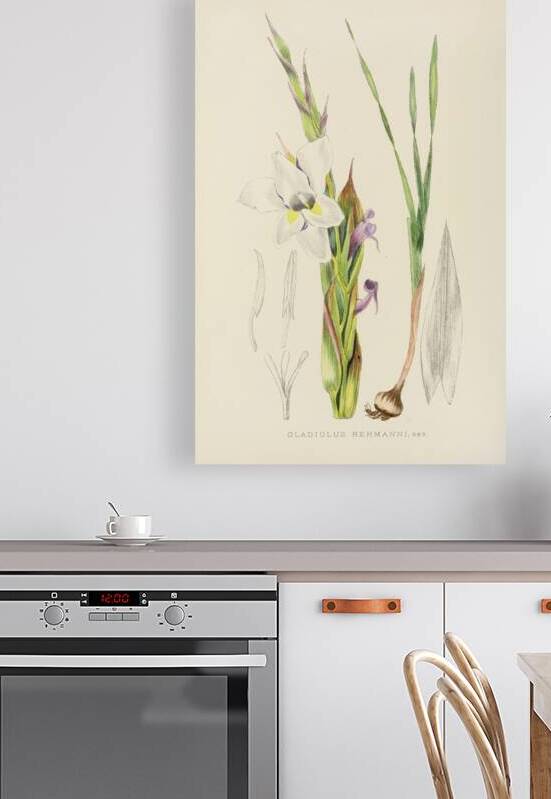 Gladiolus Rehmanni by IStockHistory com