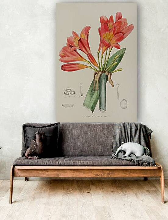 Clivia Miniata by IStockHistory com