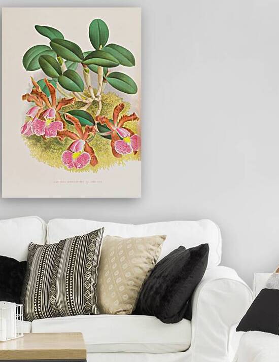 Cattleya schilleriana by IStockHistory com