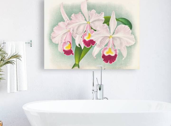 Cattleya Trianae var Martin-Cahuzac  by IStockHistory com