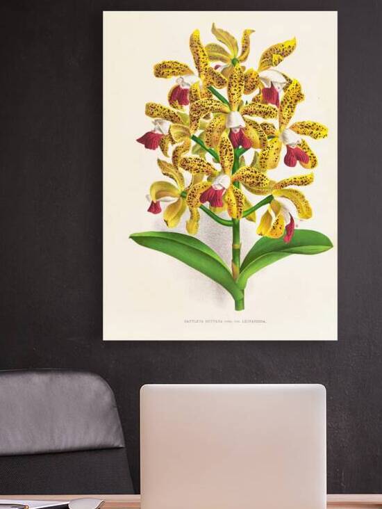 Cattleya guttata by IStockHistory com