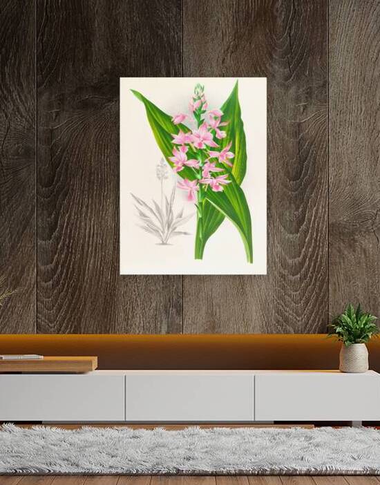 Calanthe Masuca  by IStockHistory com