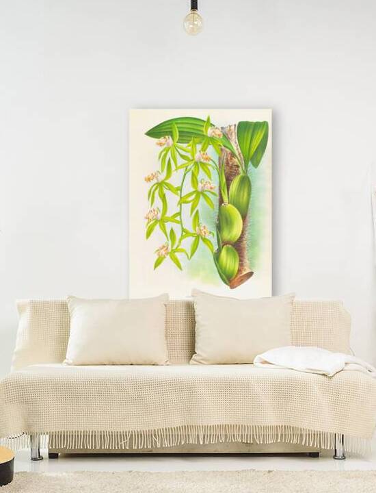 Coelogyne peltastes by IStockHistory com