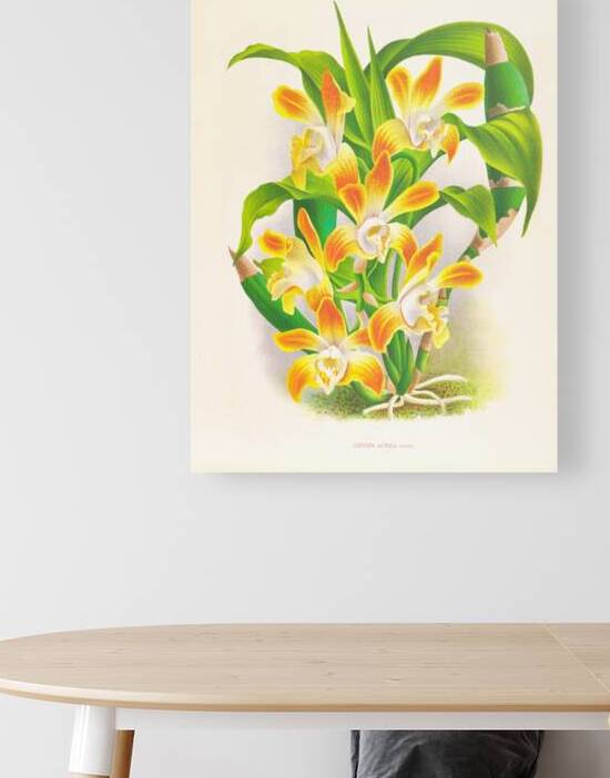 Chysis aurea by IStockHistory com