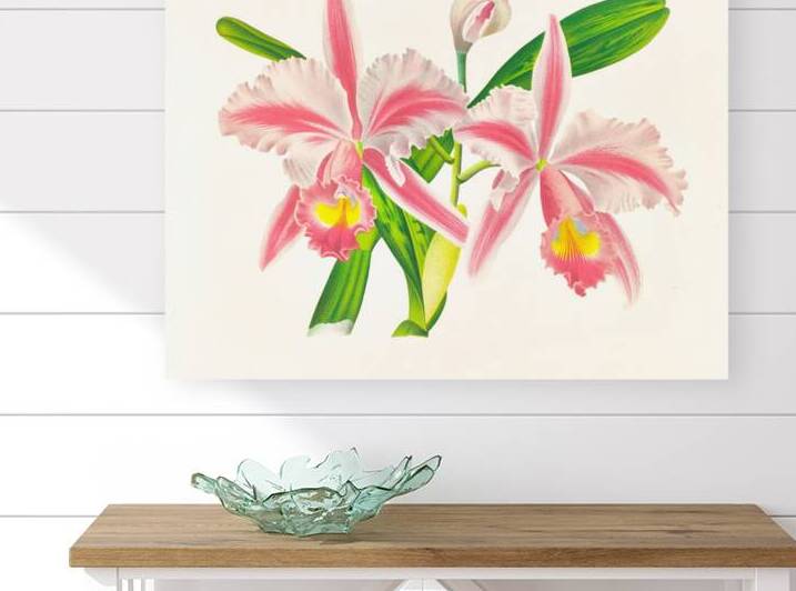 Cattleya Trianae var striata by IStockHistory com