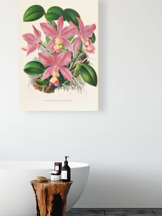 Cattleya nobilior by IStockHistory com