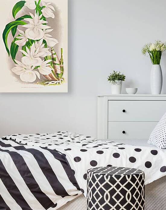 Catasetum bungerothi  by IStockHistory com