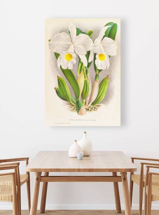 Cattleya Trianae by IStockHistory com