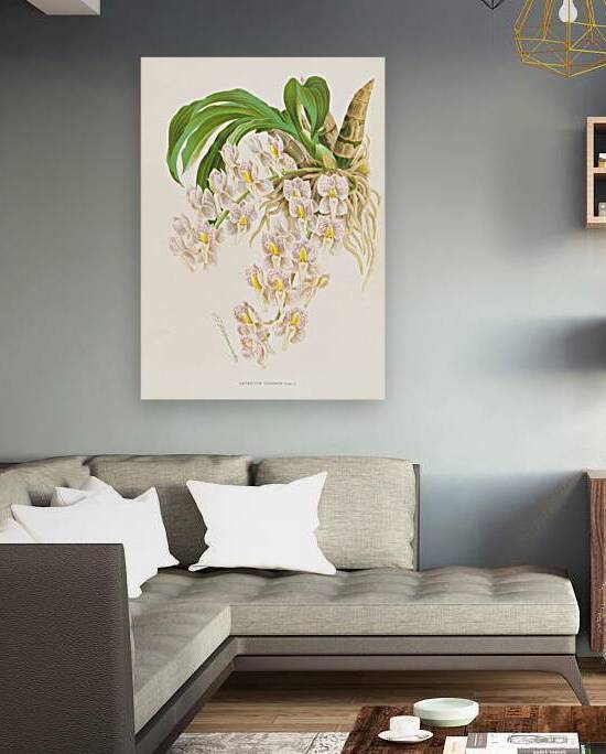 Catasetum tigrinum by IStockHistory com