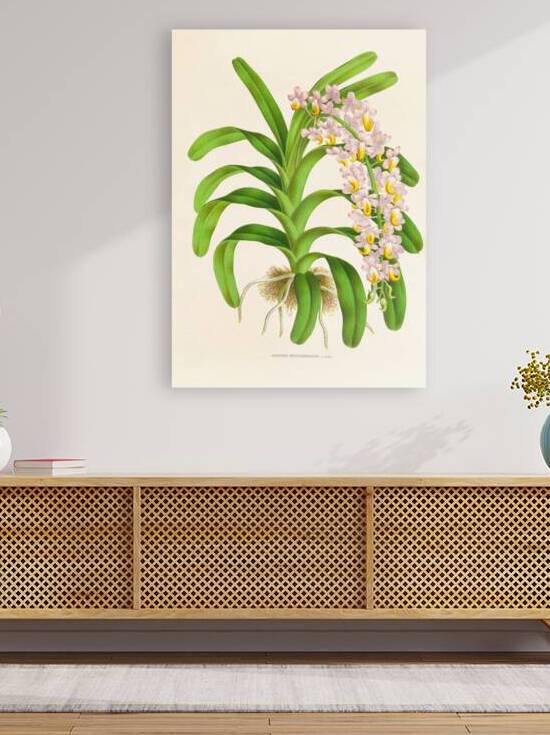 Aerides Reichenbach by IStockHistory com