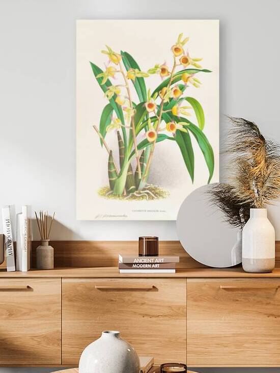 Catasetum Discolor by IStockHistory com