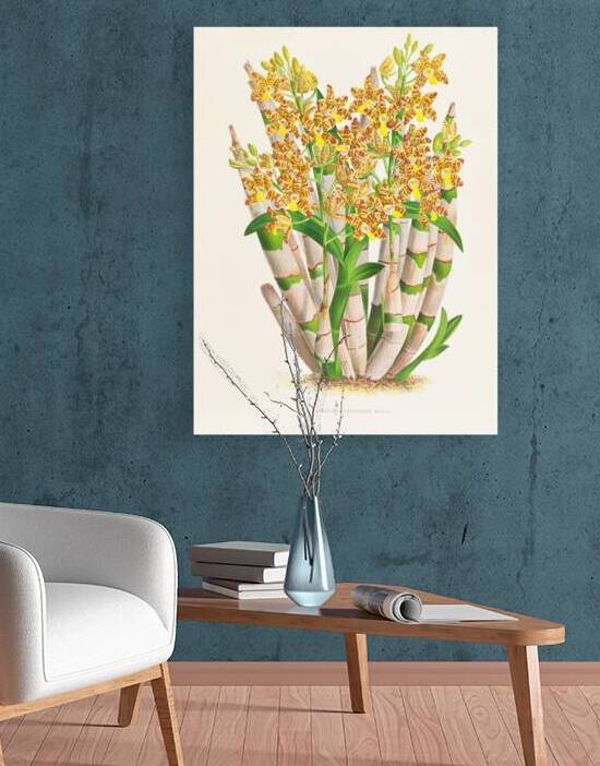 Ansellia congoensis by IStockHistory com